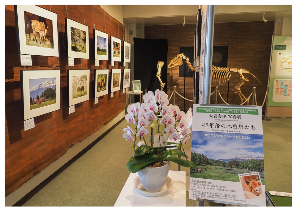 『大岩友理写真展　48年後の木曽馬たち』 会場の様子